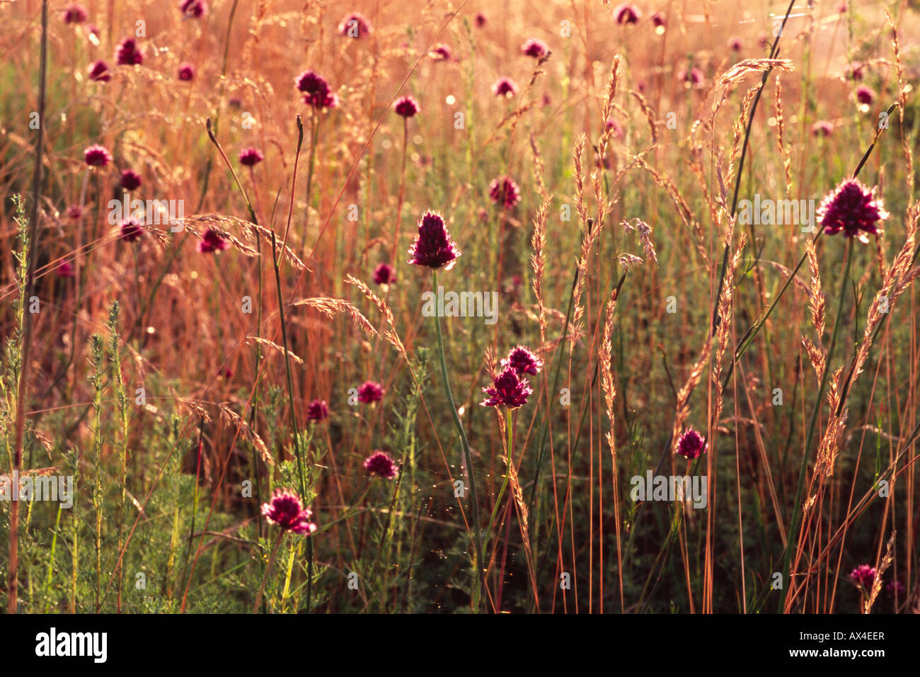 Kalkstein-Grünland mit Runde Spitze Lauch (Allium Sphaerocephalon) Blüte. Auf dem Causse de Gramat, viel Region, Frankreich. Stockfoto