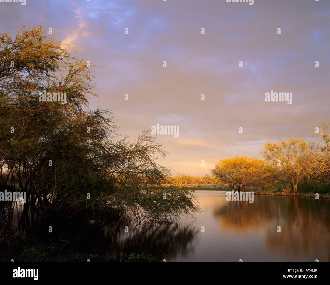 Teich mit blühenden Huisache Acacia Farnesiana Raymondville Rio Grande Valley, Texas USA Stockfoto