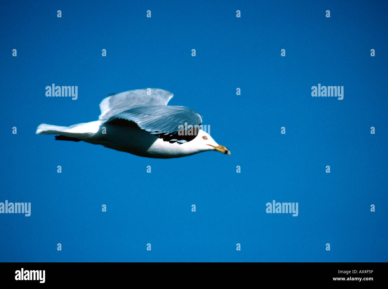 Ring in Rechnung gestellt Möwe im Flug Stockfoto