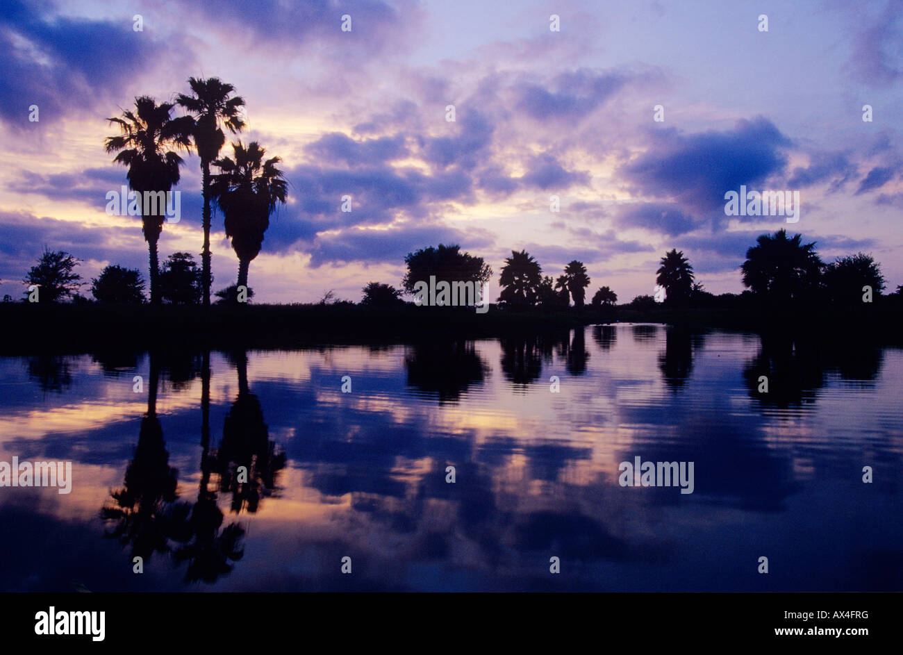 Palmen im Sonnenuntergang Rio Grande Valley, Texas USA Stockfoto