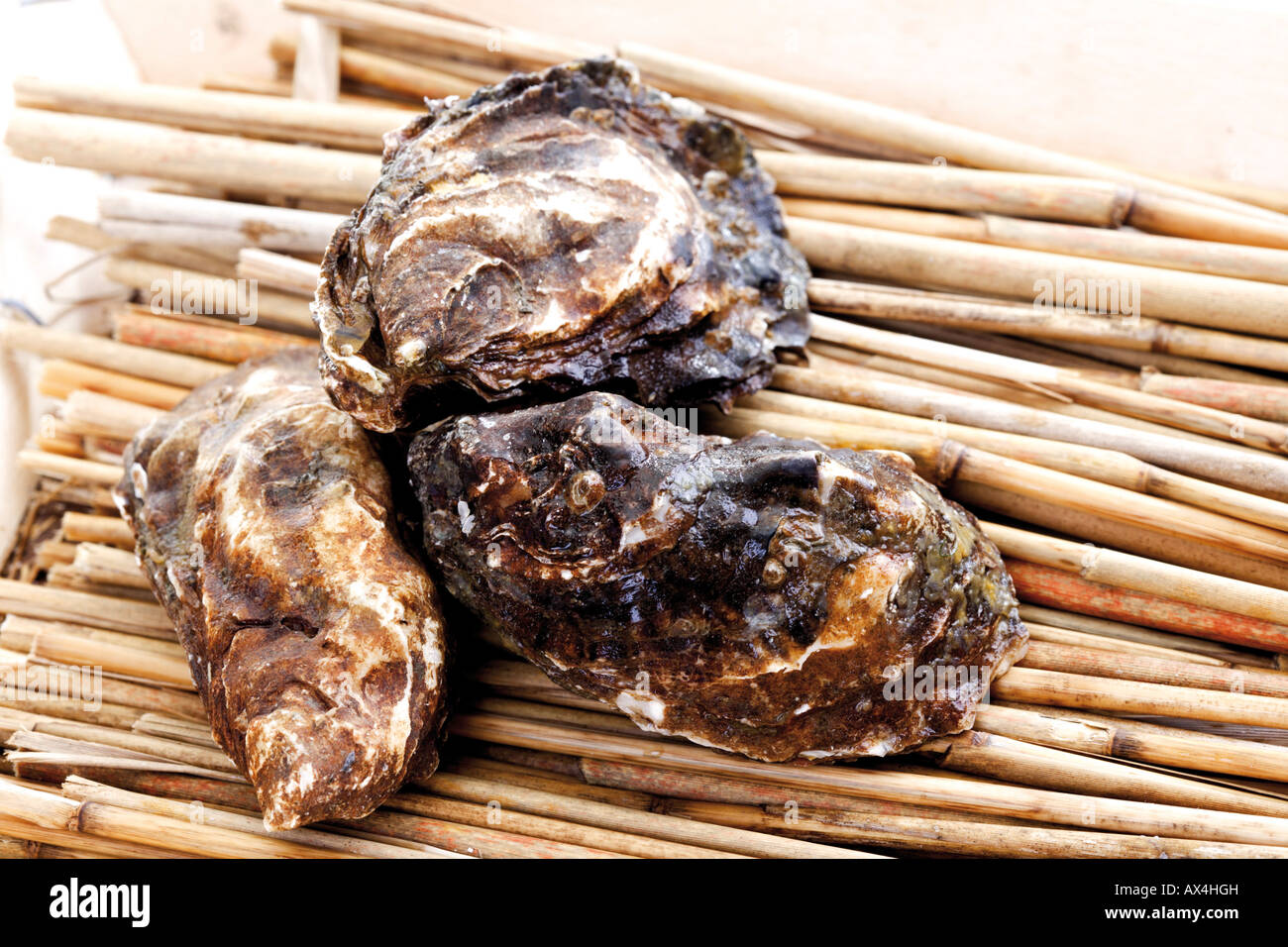 Austern auf Bambusstöcken, Nahaufnahme Stockfoto