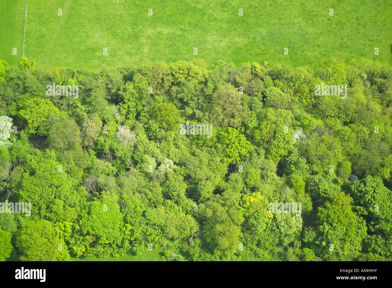 Luftaufnahme des Waldlandes bestehend aus Laubbäumen am Rande eines Feldes Stockfoto