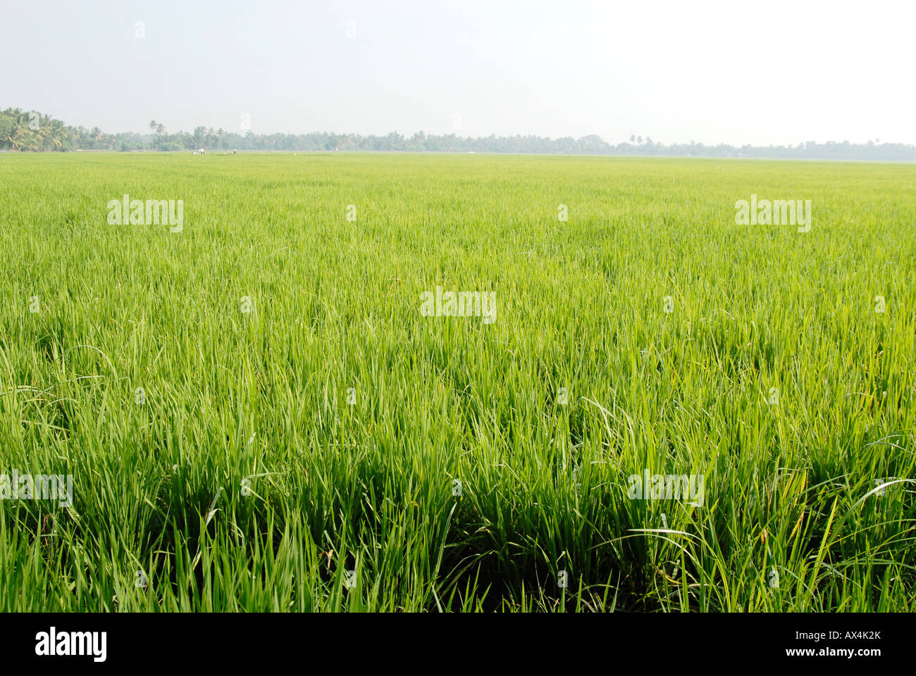 Reisanbau in Kuttanad, kerala Stockfoto