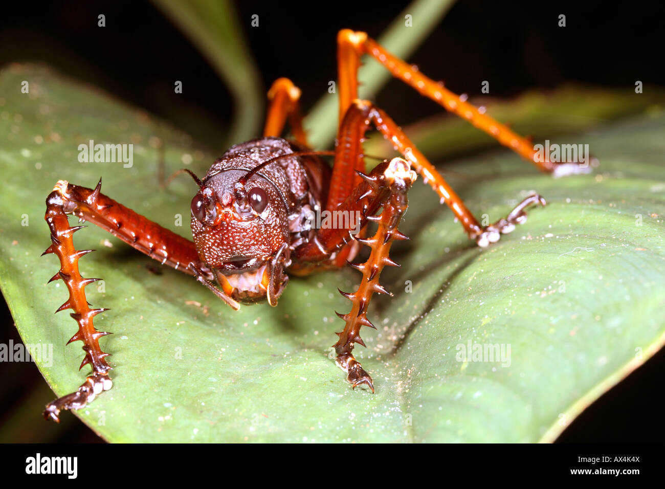 Riesigen Amazonas Bush-cricket Stockfoto