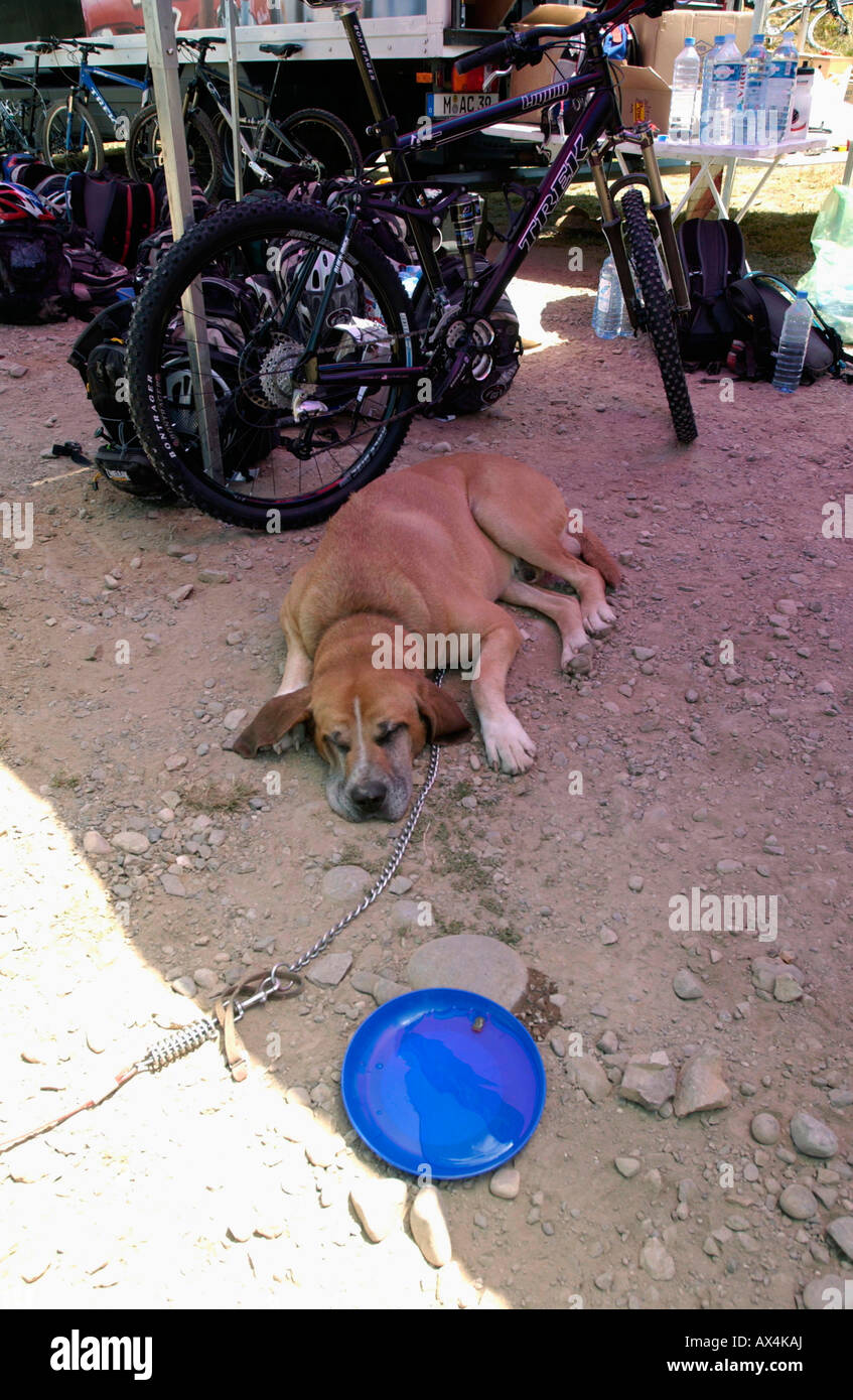 Großer Hund schlafen im Schatten Stockfoto