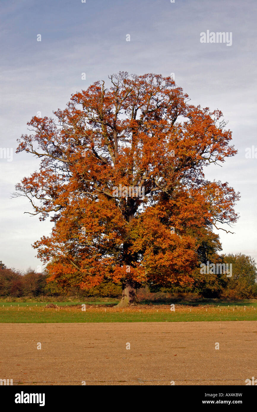 QUERCUS PONTICA. Trauben-eiche Baum im Herbst. Stockfoto