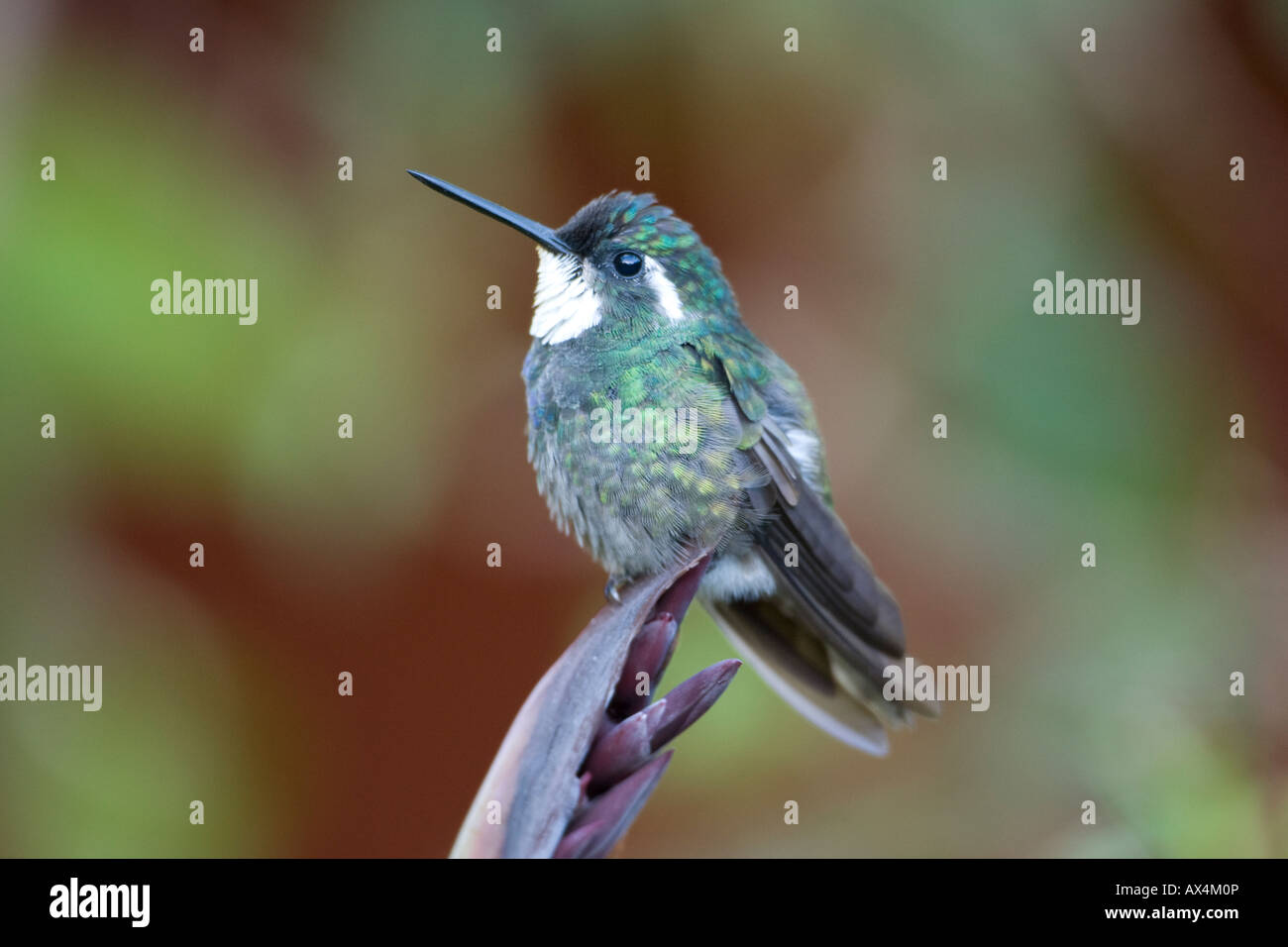 Weiße-throated Berg-Juwel Lampornis Castaneovent Kolibri auf Barsch Stockfoto