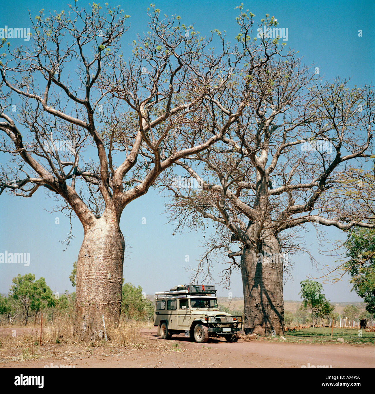 Ein Geländewagen zwischen zwei Baobab Bäume Affenbrotbäume Digitata in Australien Stockfoto