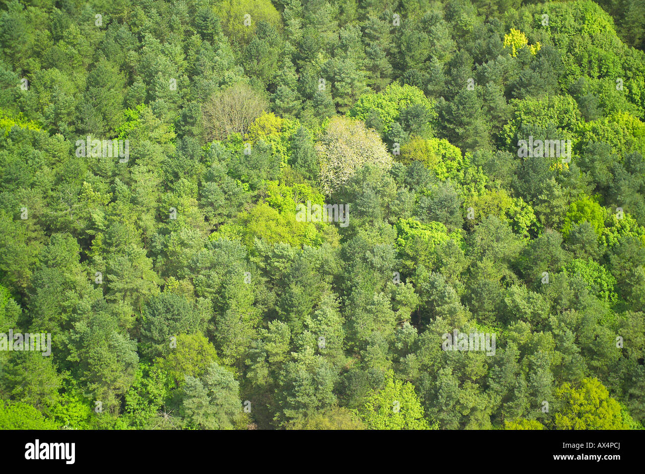 Luftaufnahme von Waldflächen, bestehend aus Abfallung und Nadelbäume Stockfoto