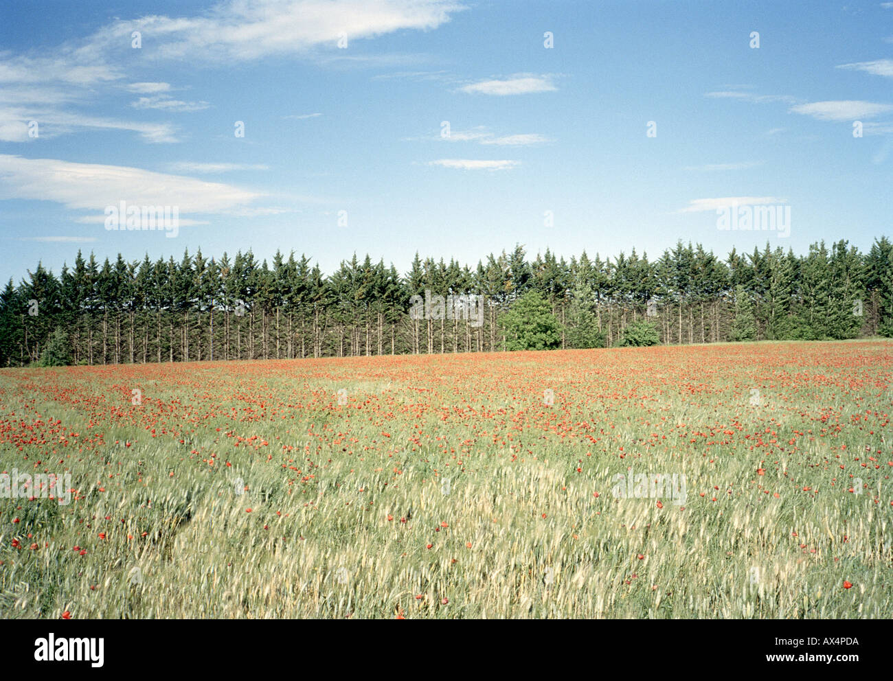 Ein Feld mit roten Blüten in der Nähe von einem Wald Stockfoto