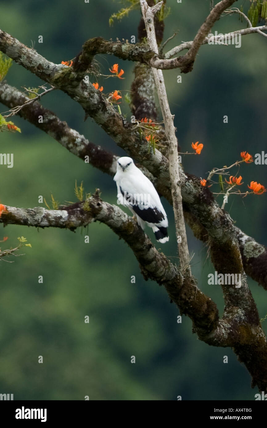 White Hawk Leucopternis albicollis Stockfoto