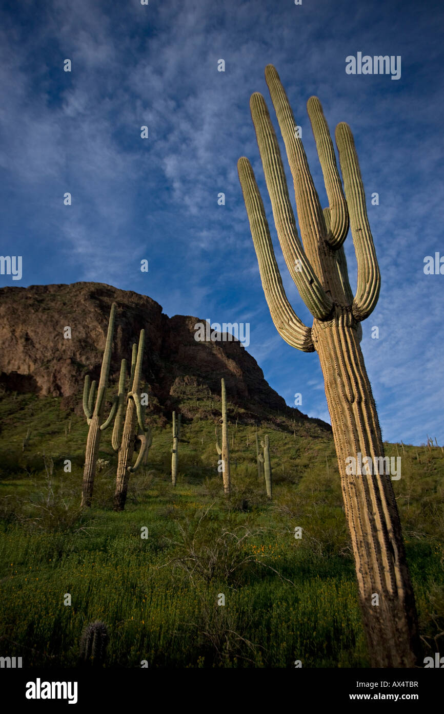 Saguaro Kakteen (Carnegiea Gigantea) Picacho Peak State Park-Darstellung Mexican Gold Mohnblumen blühen - Sonora-Wüste-Arizona-USA Stockfoto
