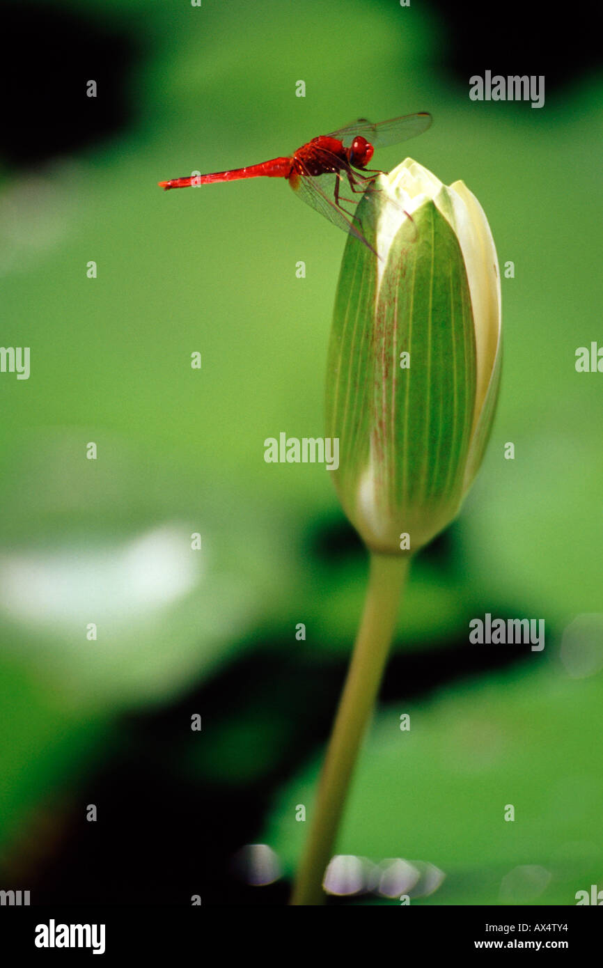 Eine rote Libelle auf einer Blume in einem Teich in Kuala Lumpur, Malaysia. Stockfoto