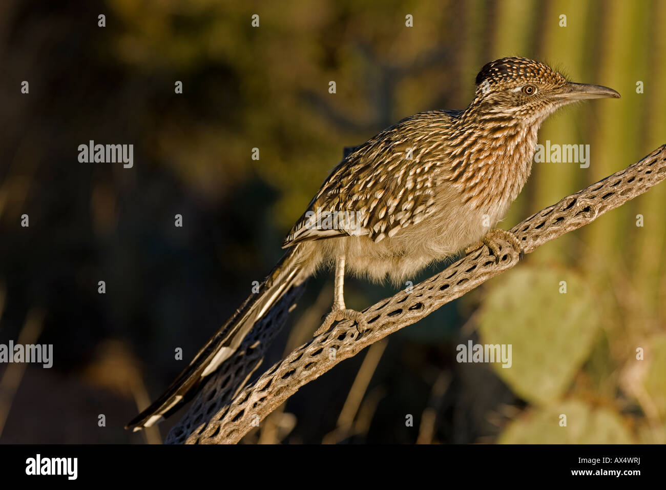 Größere Roadrunner thront auf Zweig in der Sonora-Wüste von Arizona Stockfoto