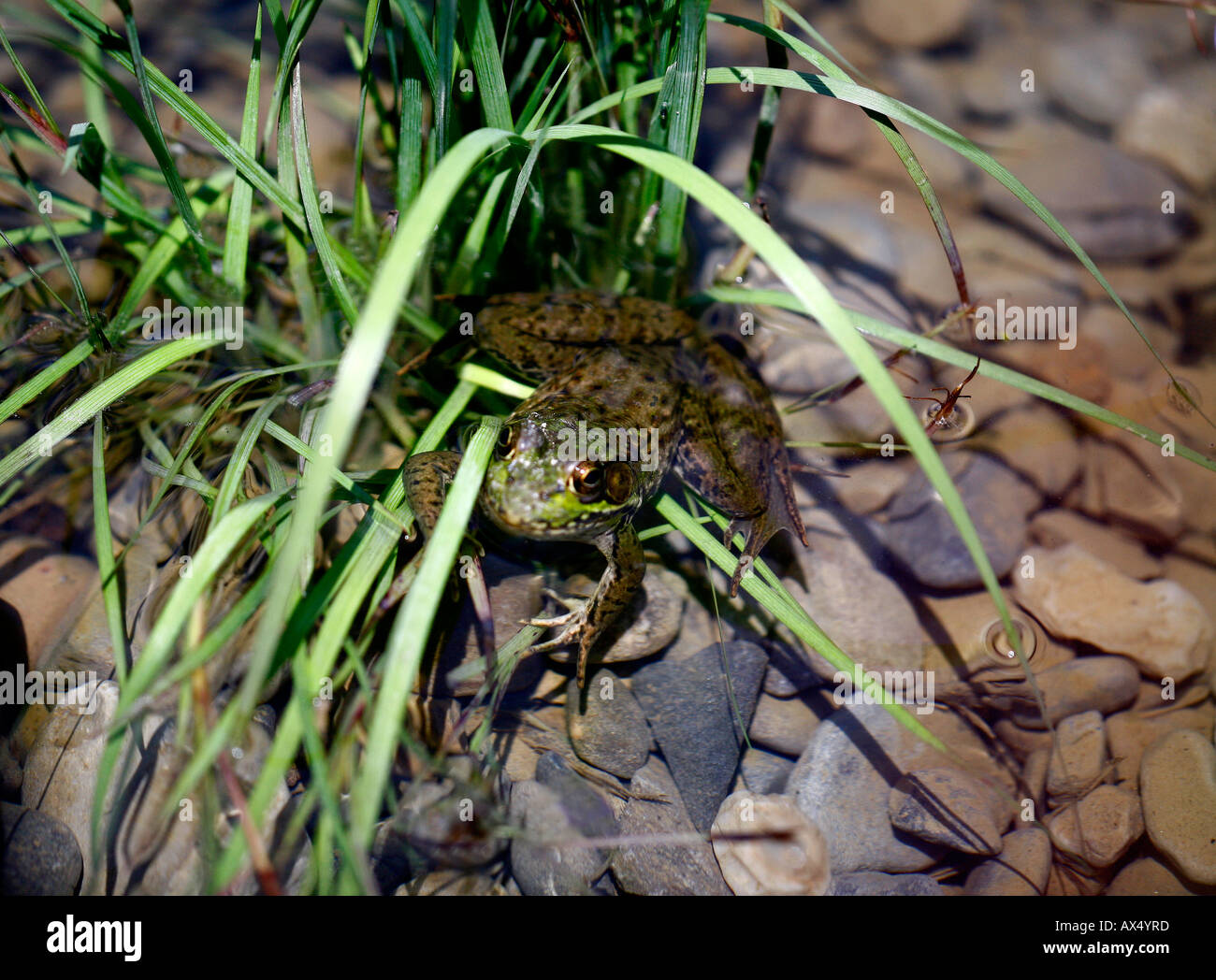Frosch im teich Fotos und Bildmaterial in hoher Auflösung Alamy