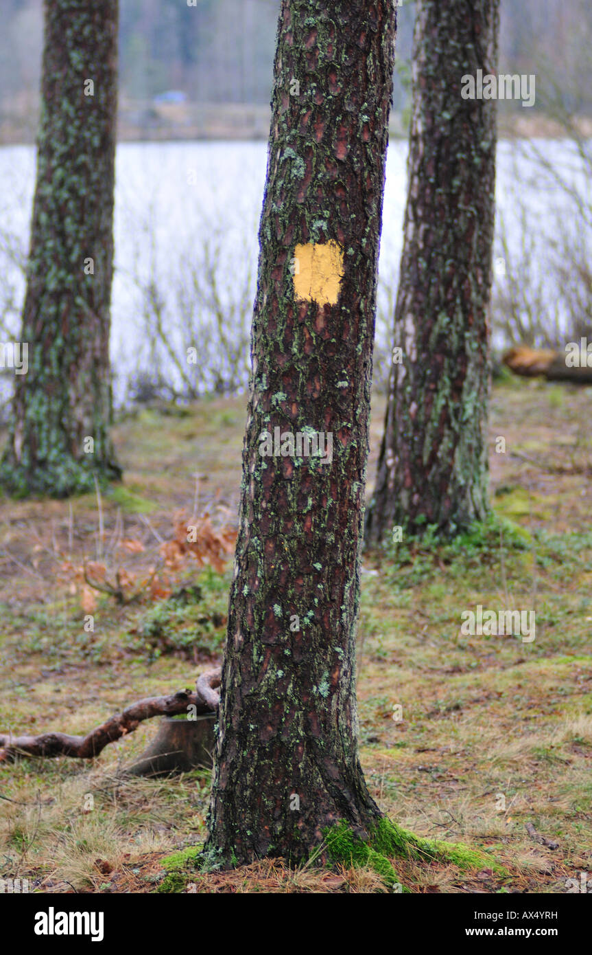 Schwedische Forrest in den regenreichen winter Stockfoto