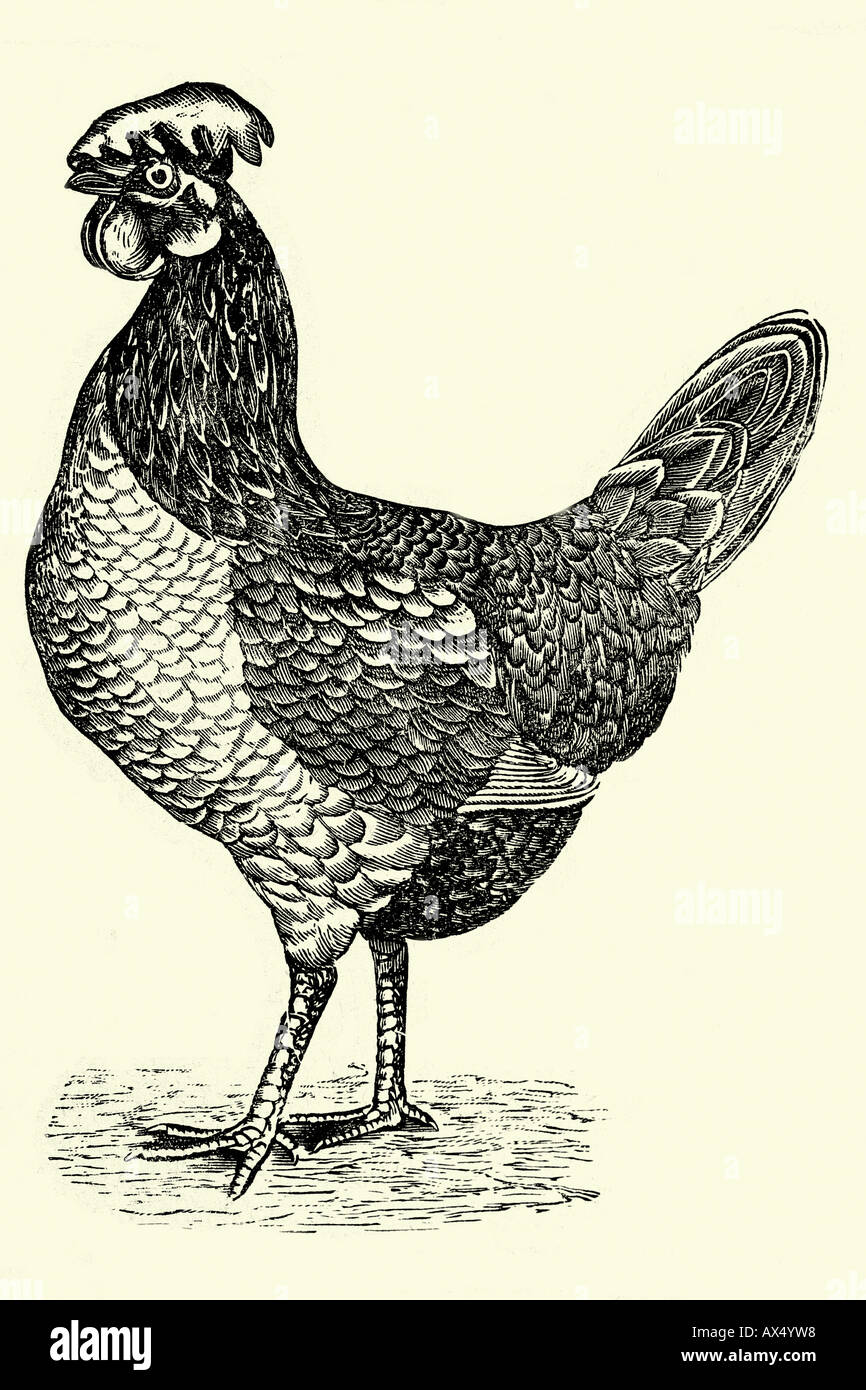 Goldene Leghorn Henne Antike Darstellung. 1900 Stockfoto