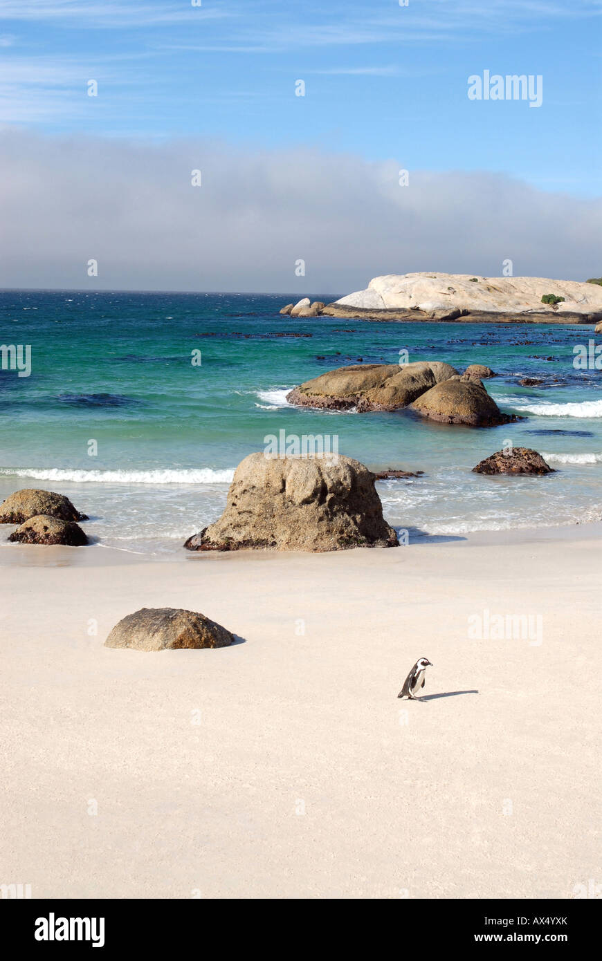 Pinguin am Boulders Beach in Südafrika Stockfoto