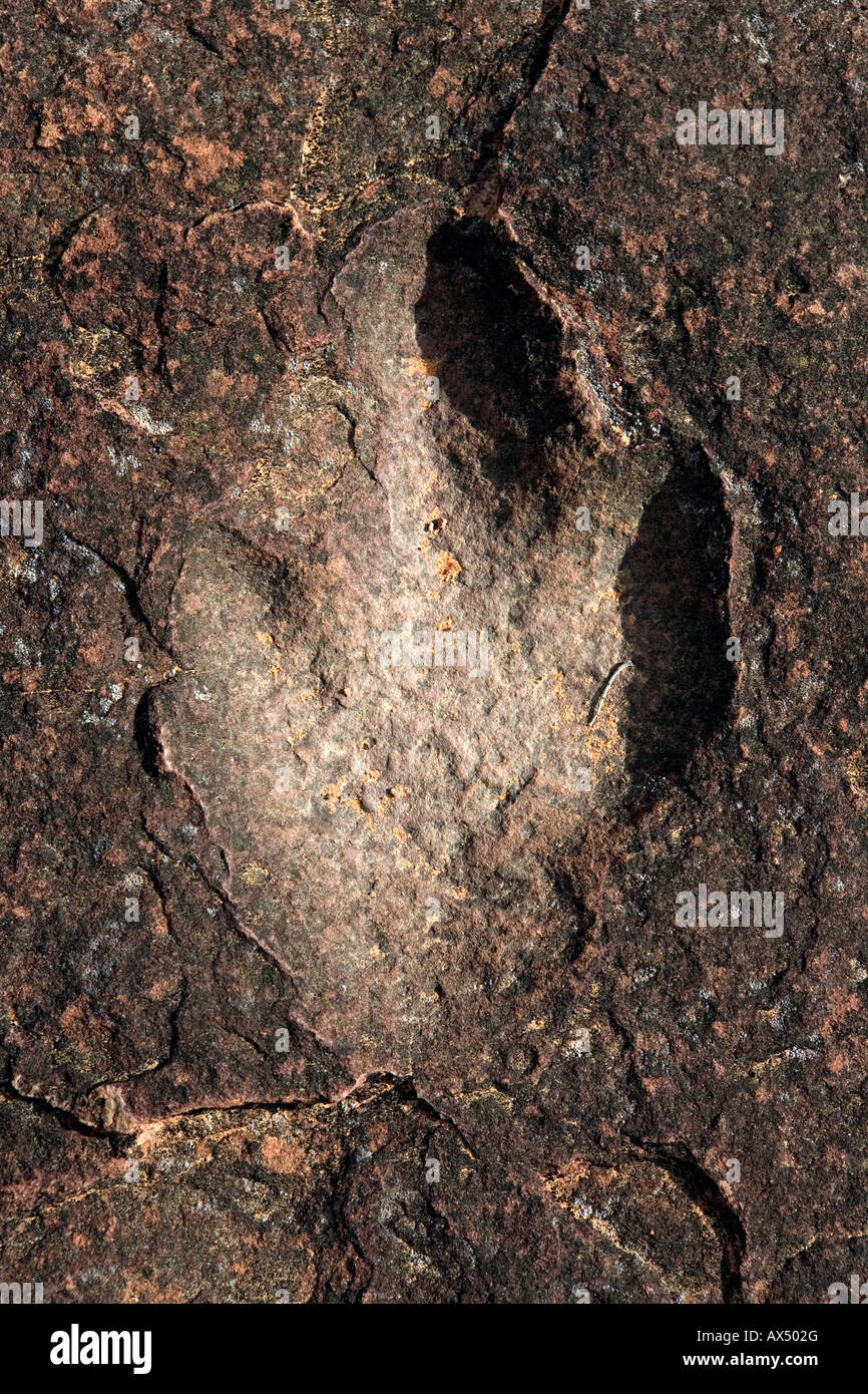 200 Millionen Jahre alten Dinosaurier-Fußabdruck in Waterberg Plateau Park Namibia Stockfoto