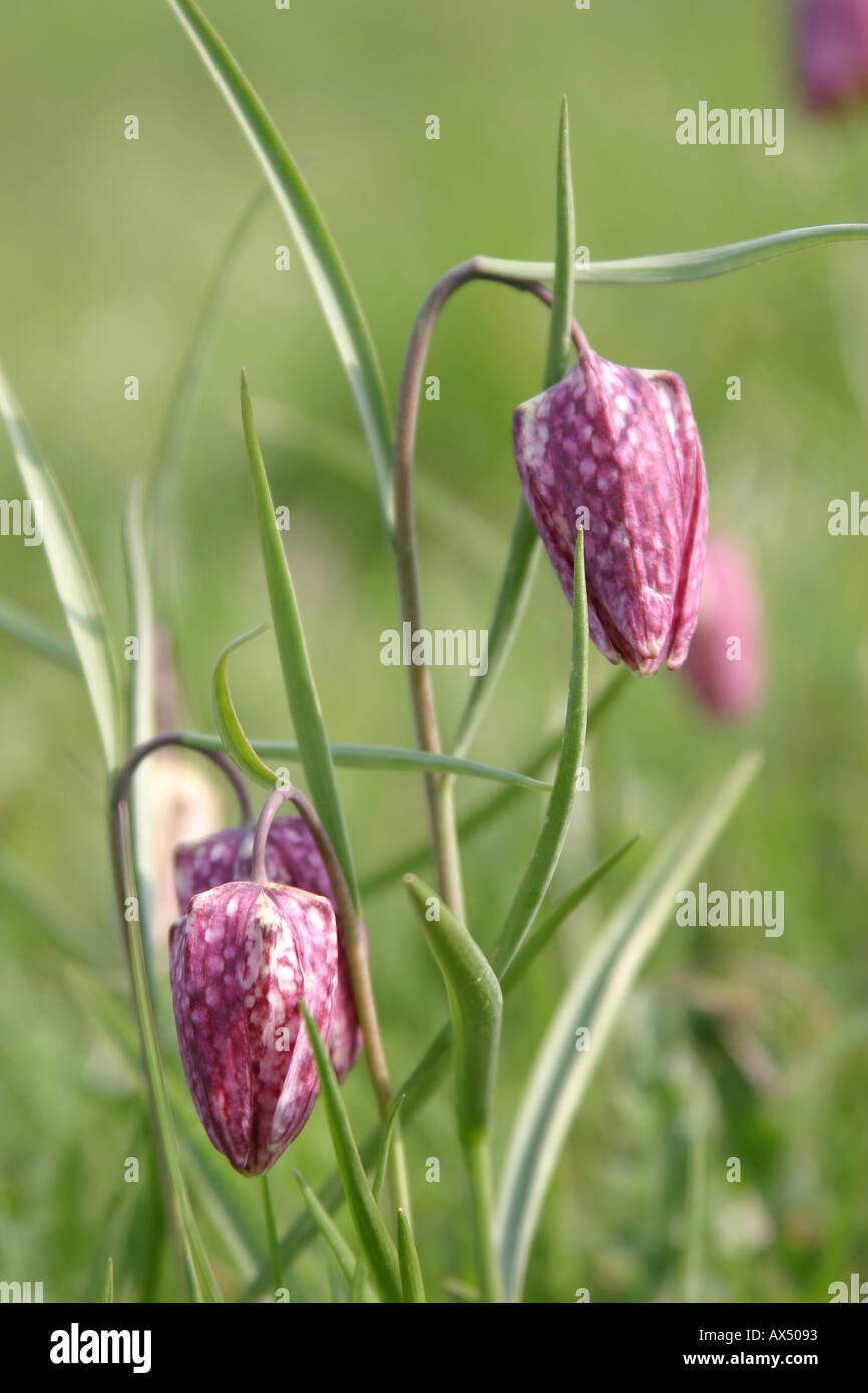 Fritilleries Fritillaria Meleagris Schlangen Kopf Blume Fritillary Stockfoto