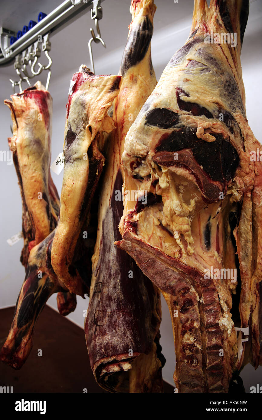 Bio-Rindfleisch Schlachtkörper / Tierkörper hängen an Metzgerei Haken in einem Bauernhof Gefrierraum Stockfoto