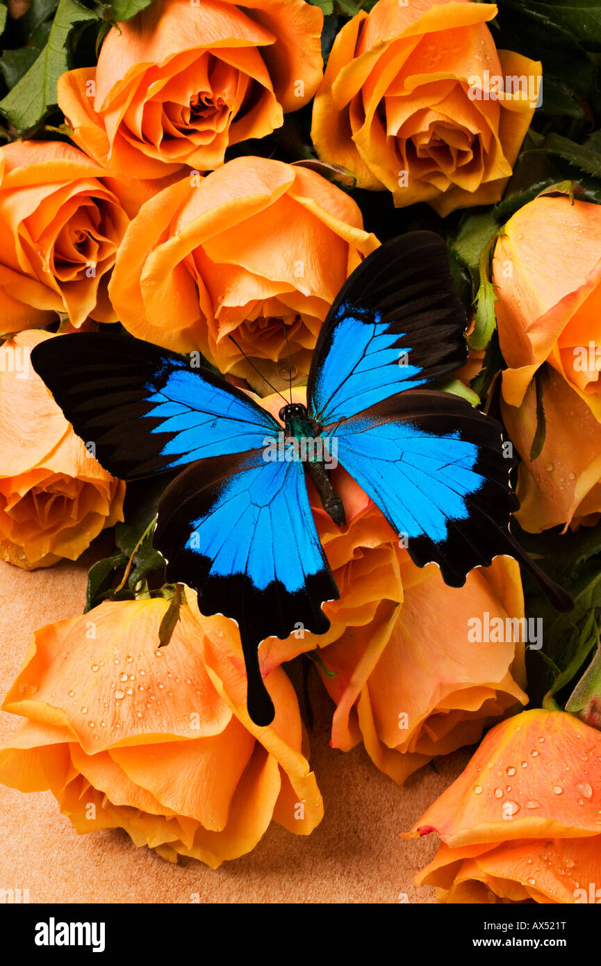 Blaue und schwarze Schmetterling auf gelbe Rosen Stockfoto