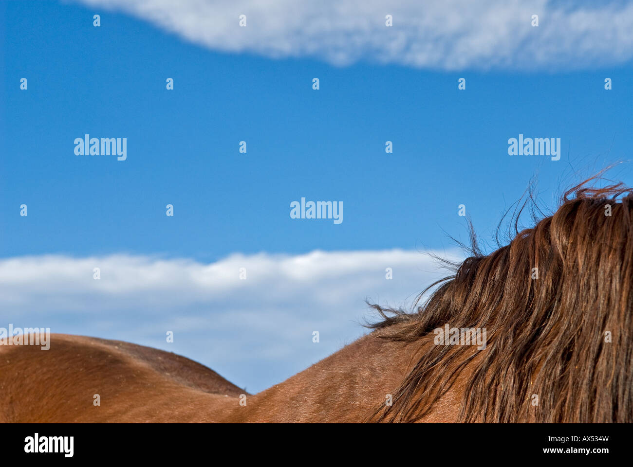 Pferd wieder verwelkt Kamm Mähne Kastanien farbigen Mantel Stockfoto