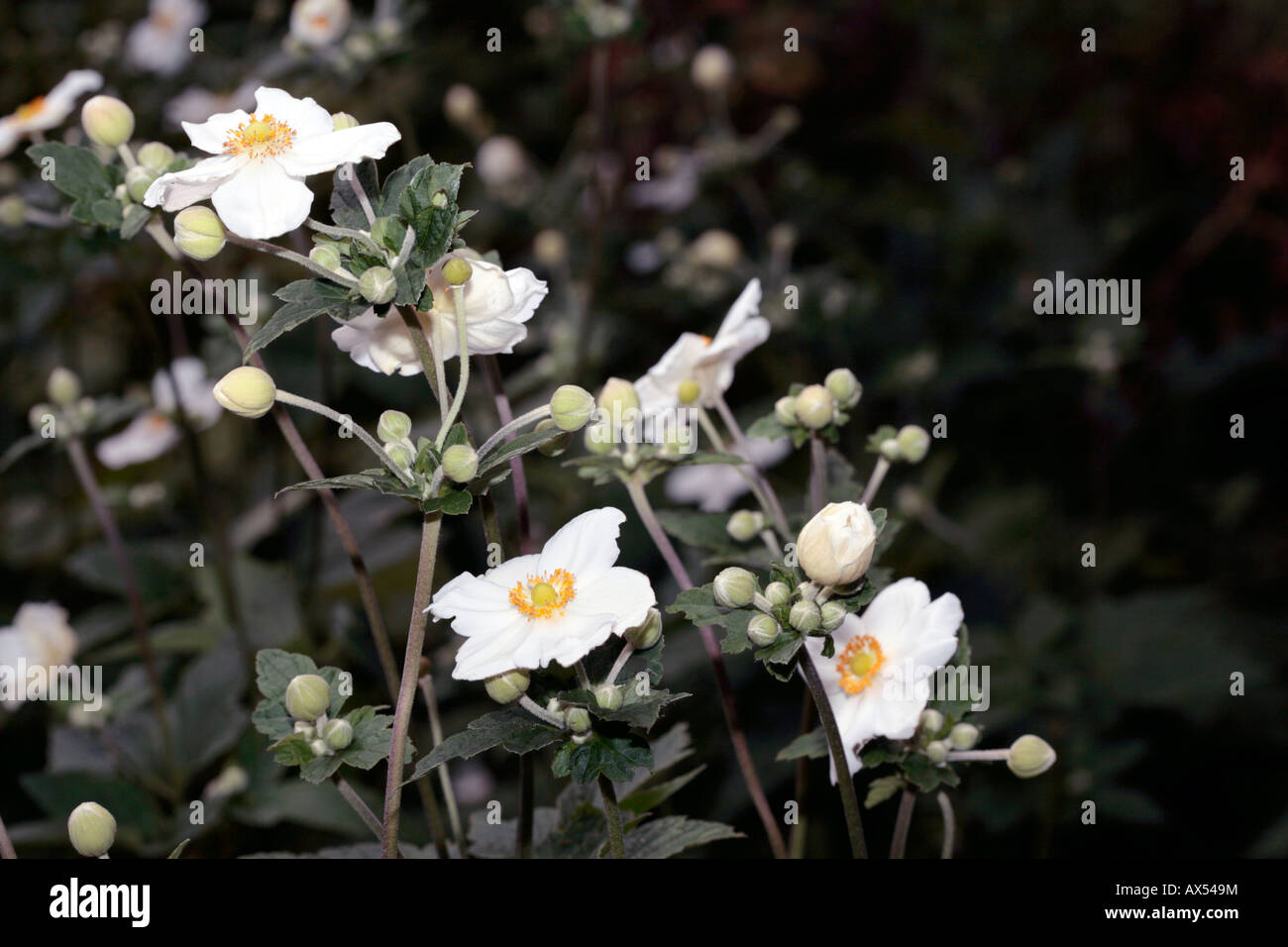 Snowdrop Windflower/Schneeglöckchen Anemone-Anemone Sylvestris Familie Butterblume Stockfoto