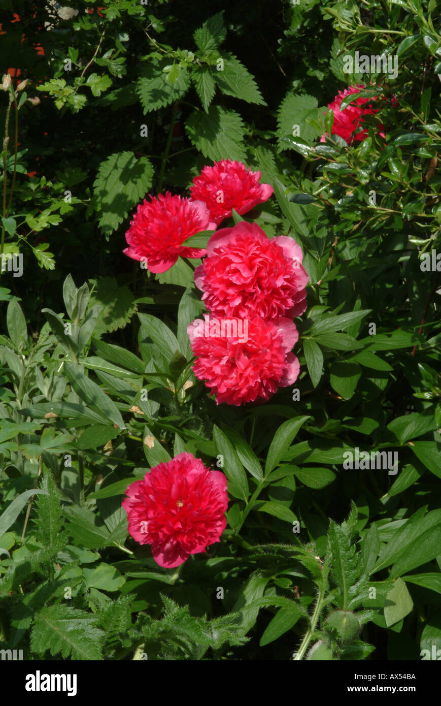 Rote Pfingstrosen in voller Blüte in einem Garten Cheshire England Vereinigtes Königreich UK Stockfoto