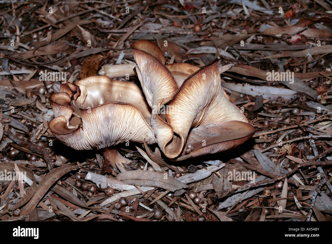 Geist-Pilz-Omphalotus Nidiformis-Familie Marasmiaceae Stockfoto