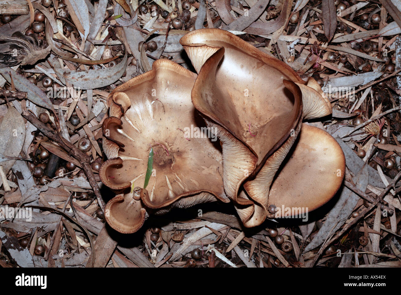 Geist-Pilz-Omphalotus Nidiformis-Familie Marasmiaceae Stockfoto