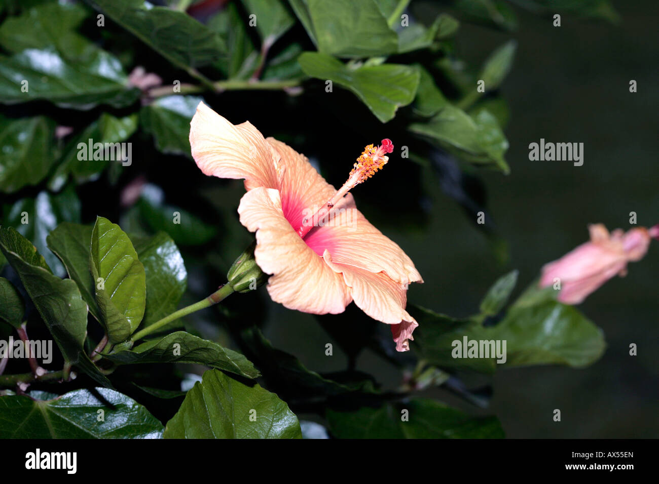 Hibiskus baum Fotos und Bildmaterial in hoher Auflösung Alamy