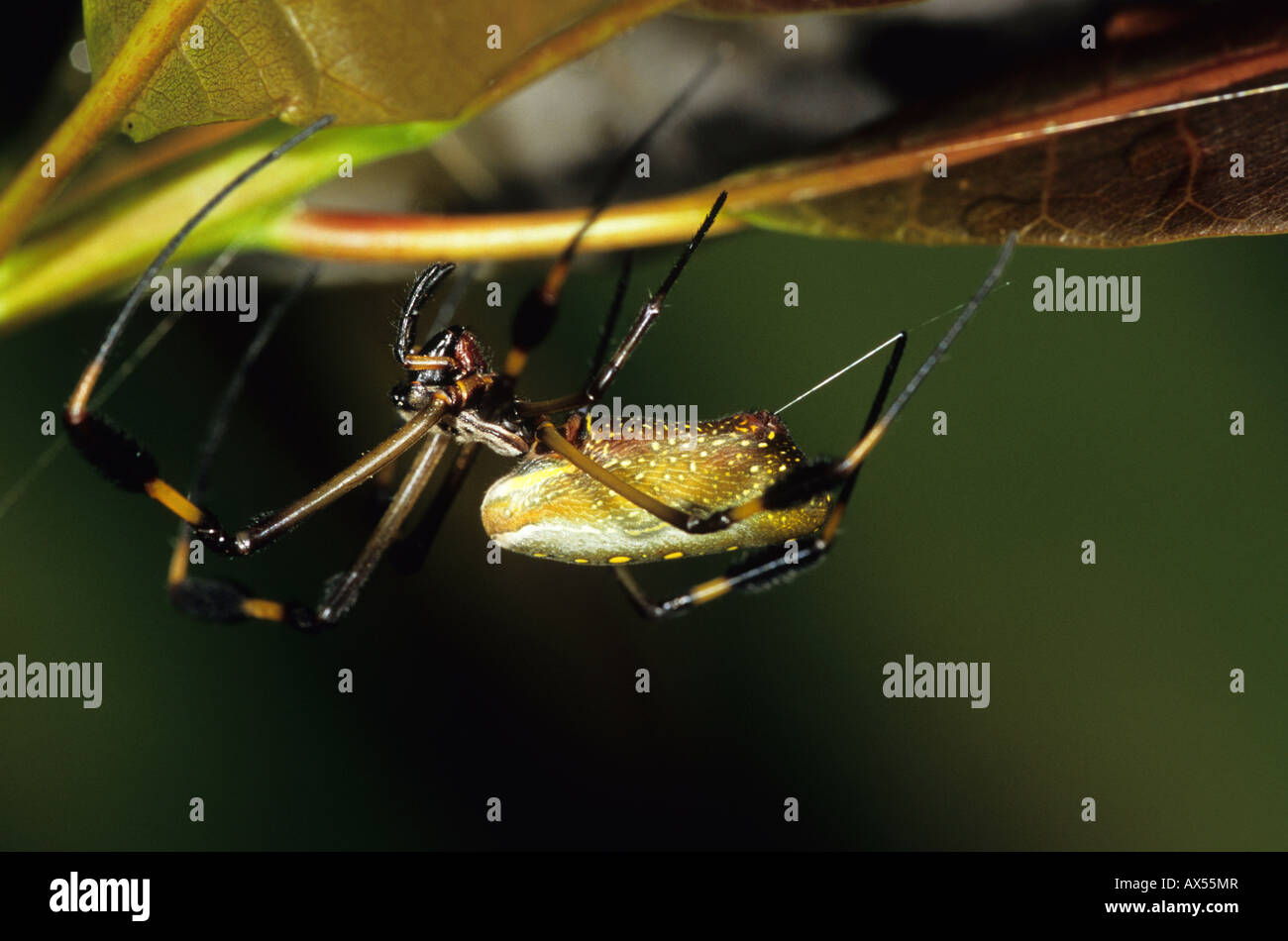 Golden Orb oder Seidenspinne Nephila Clavipes Nicaragua Stockfoto