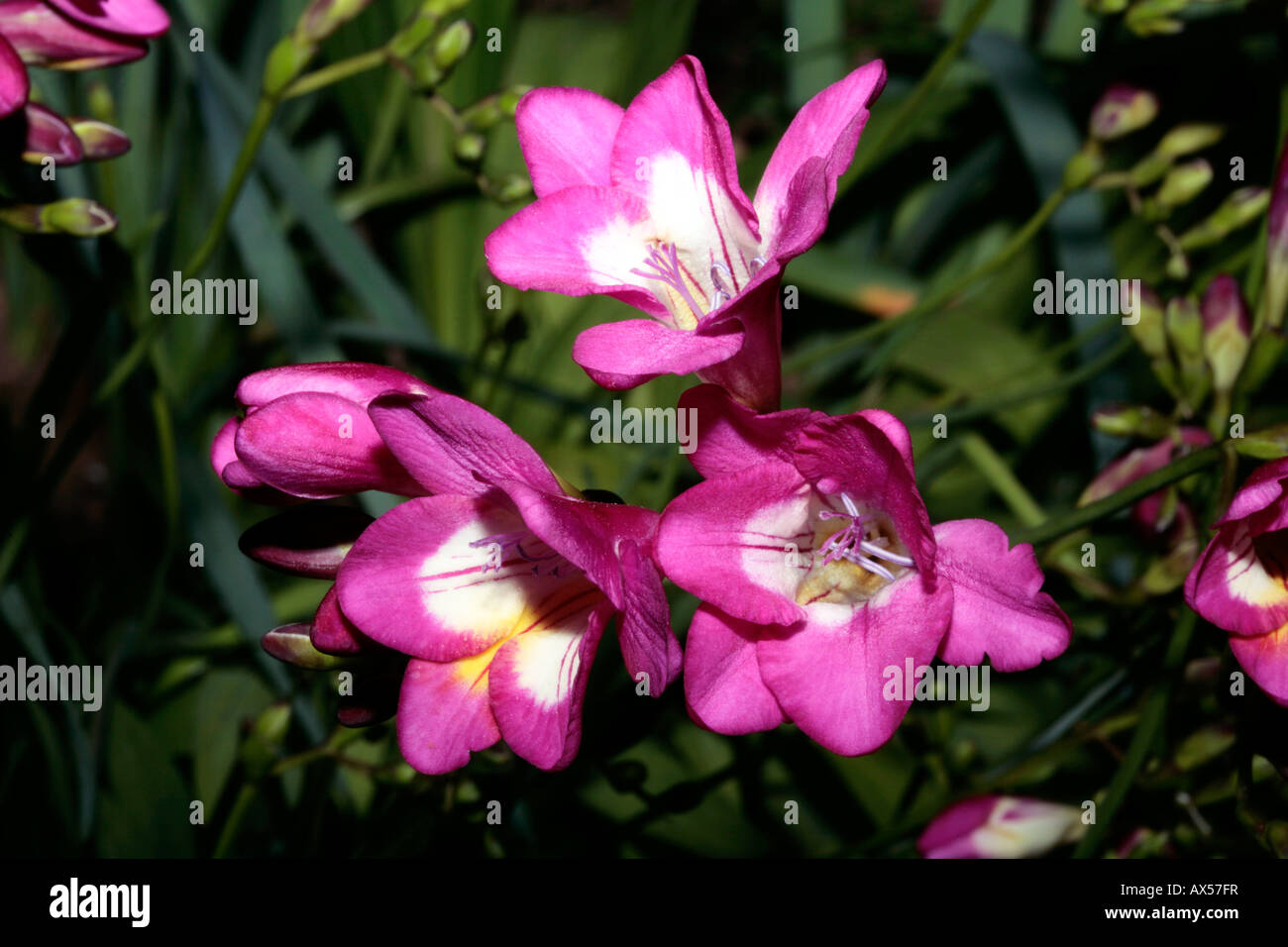 Freesien - Freesie Hybrid-Familie Iridaceae Stockfoto