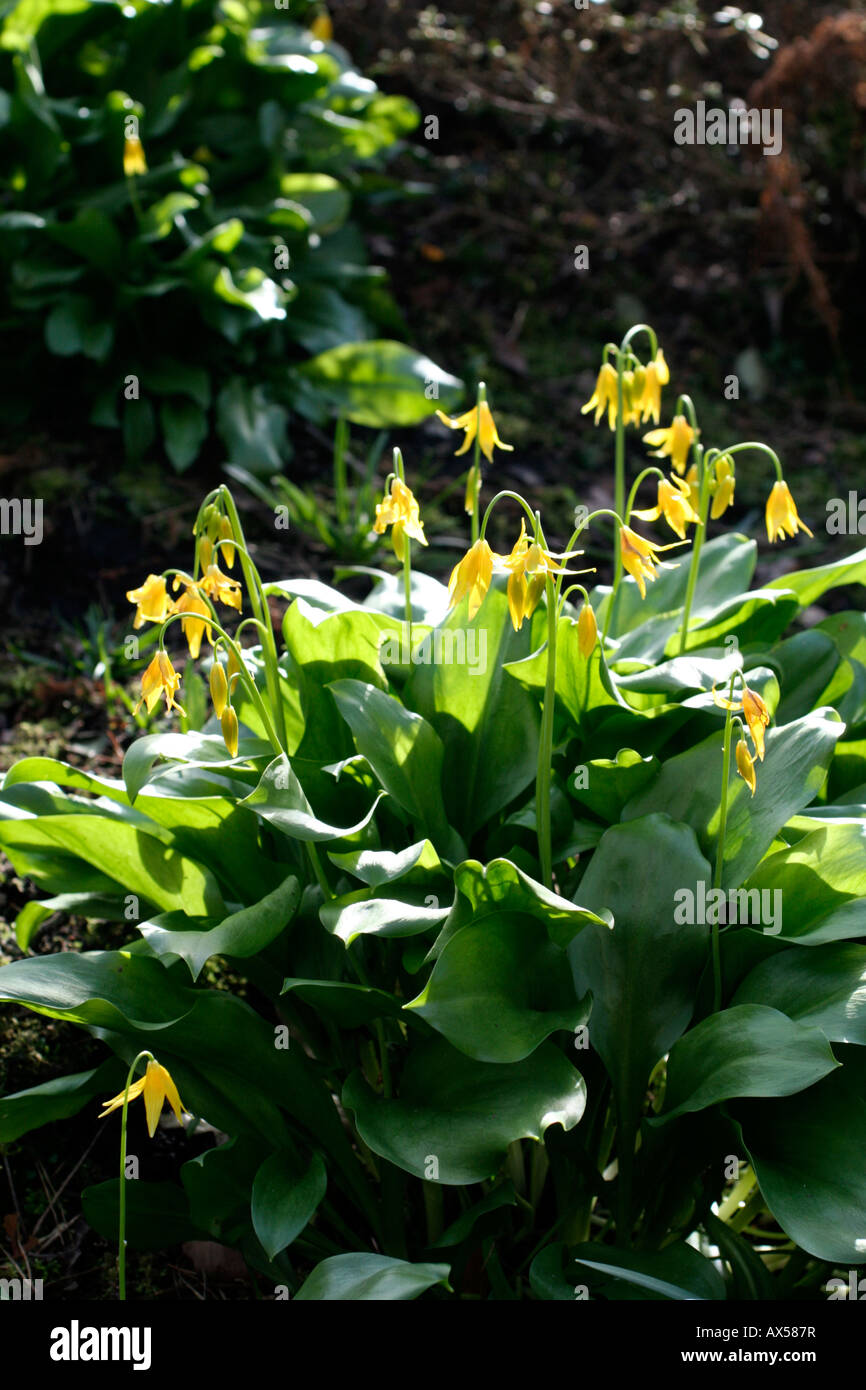 ERYTHRONIUM TUOLUMNENSE AGM Stockfoto