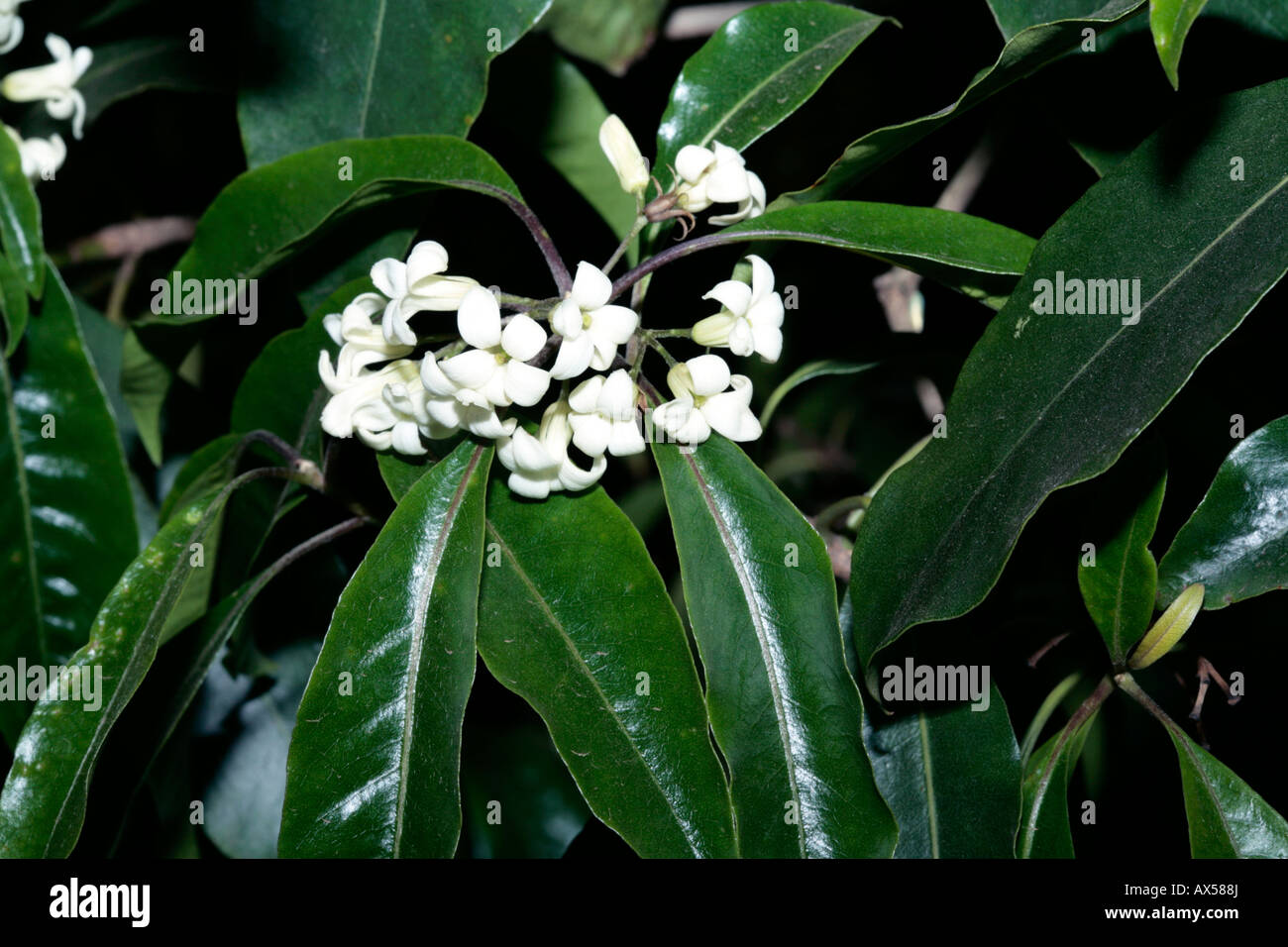 Sweet Pittosporum/Victorian BoxPittosporum UndulatumFamilie