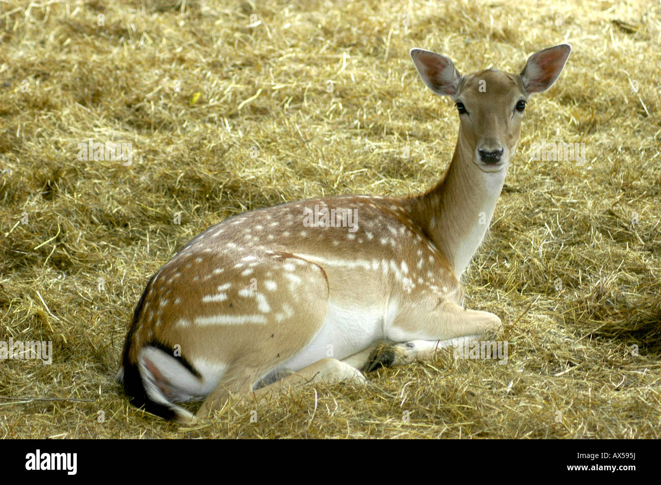 Damwild in der Lobau Stockfoto