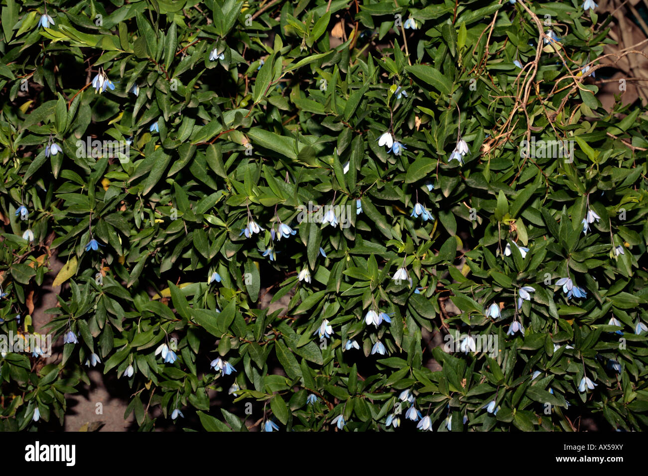 Bluebell Creeper-Billardiera Heterophylla früher Sollya Heterophylla-Familie Pittosporaceae Stockfoto