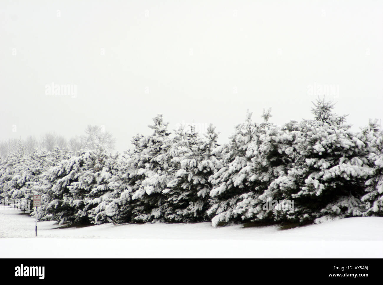 Baumgrenze von Pinien entlang einer Straße mit einem Parkverbot zu unterzeichnen, wenn die Straße nicht während einer tiefen Schneedecke gepflügt wird Stockfoto