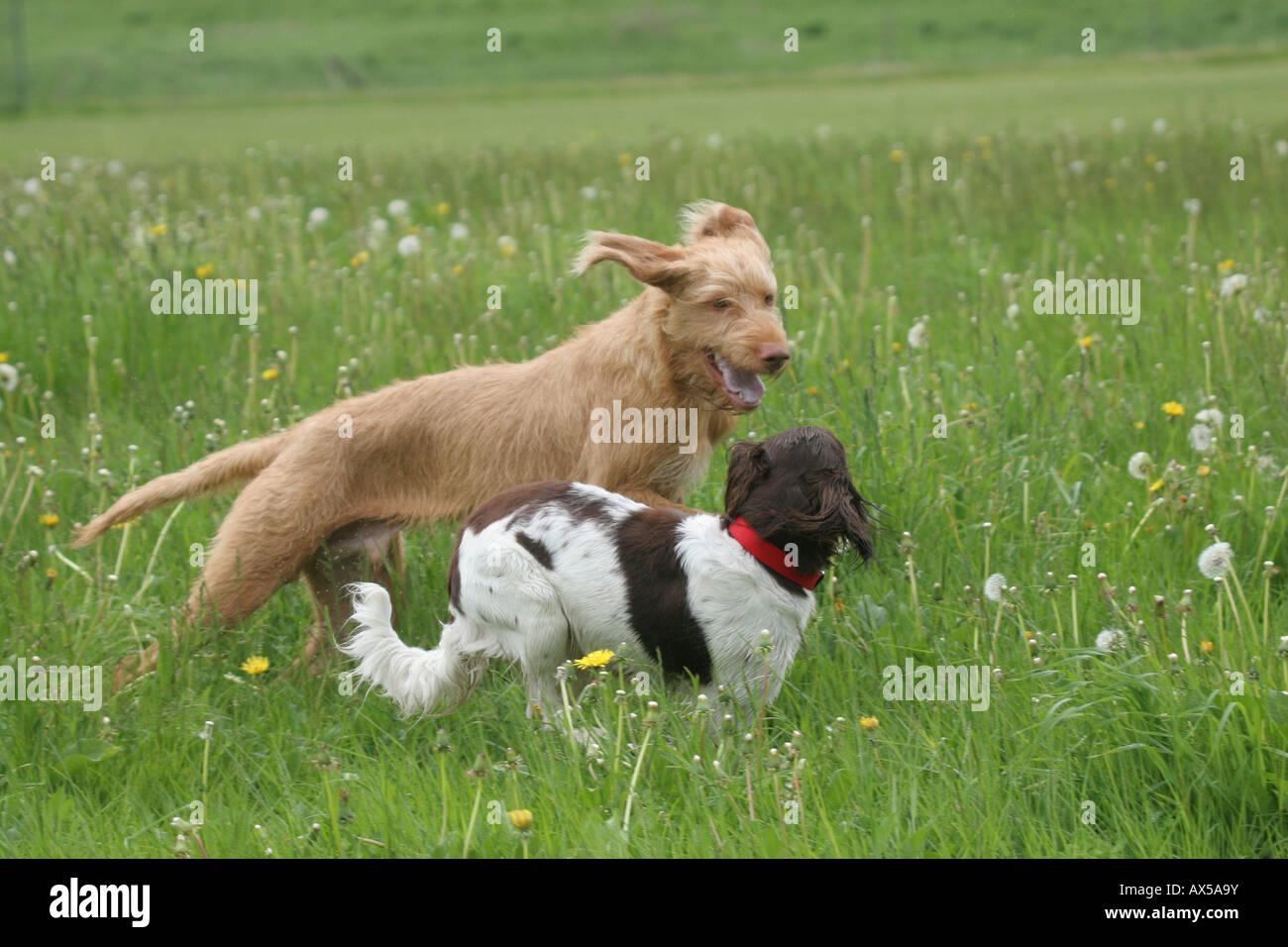 Magyar Vizsla Drahthaar und kleines Munsterlander, Jagdhunde, springen Stockfoto