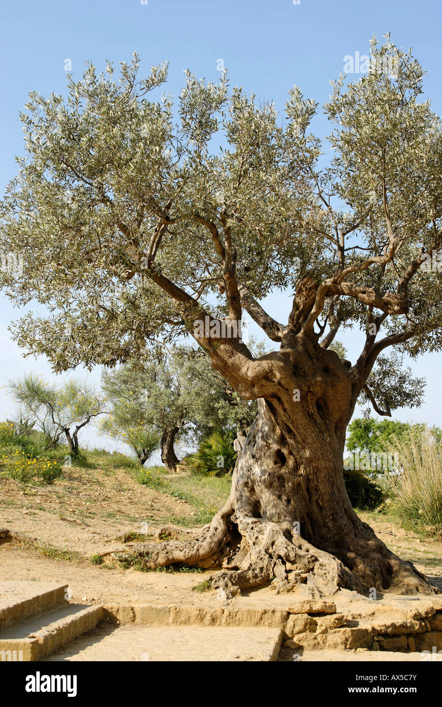 Olivenbaum ca. 2000 Jahre alte Agrigento Sizilien Italien Stockfoto