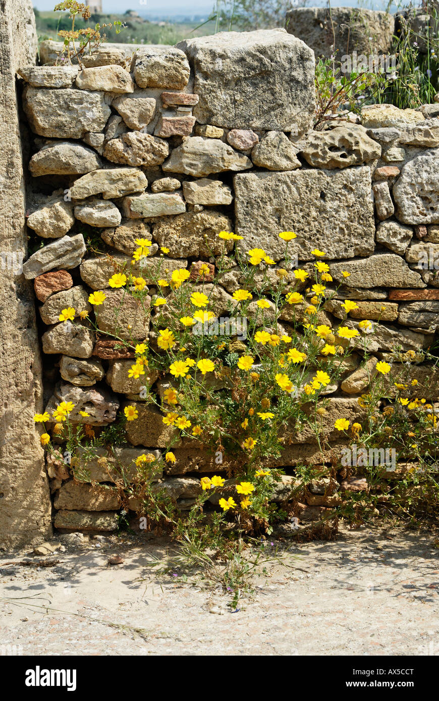 Stadt Wände Selinunte Sizilien Italien Stockfoto