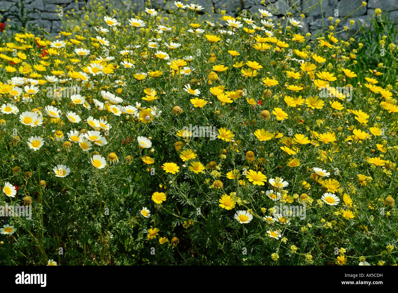 Blühende Wiese Provinz Trapani Sizilien Italien Stockfoto