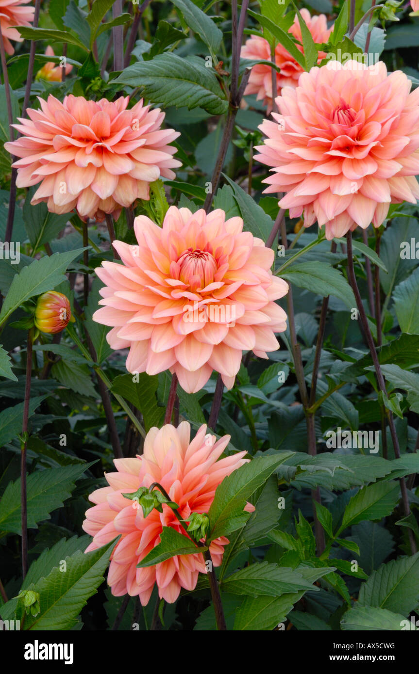 Dahlie (Dahlia Hybrida), Yelno Harmonie-Vielfalt Stockfoto