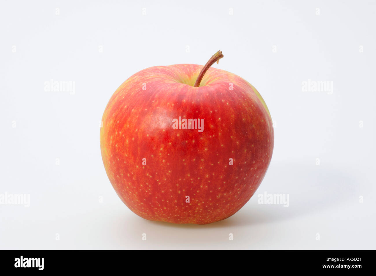 Apfel (Malus) Stockfoto