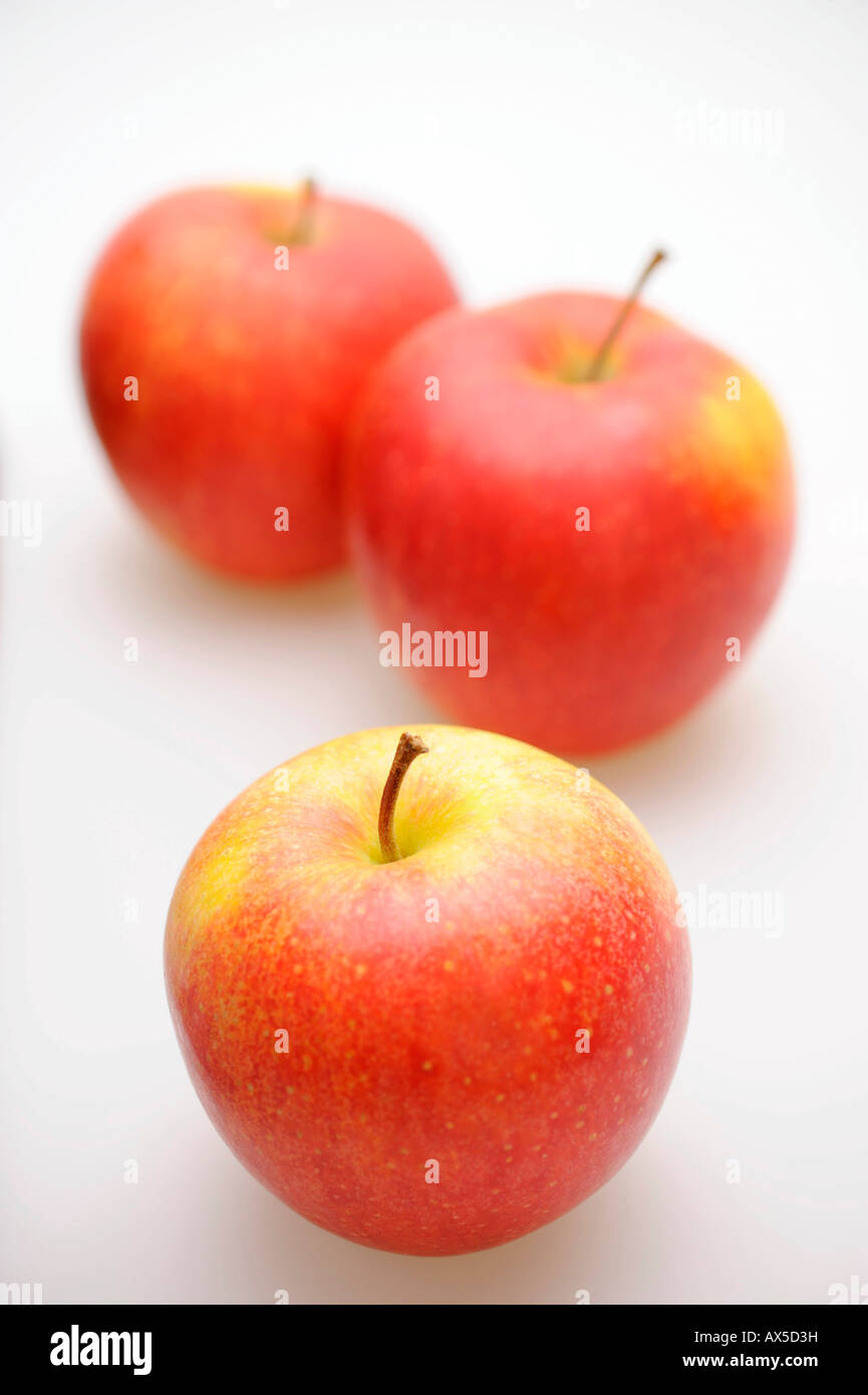 Äpfel (Malus) Stockfoto