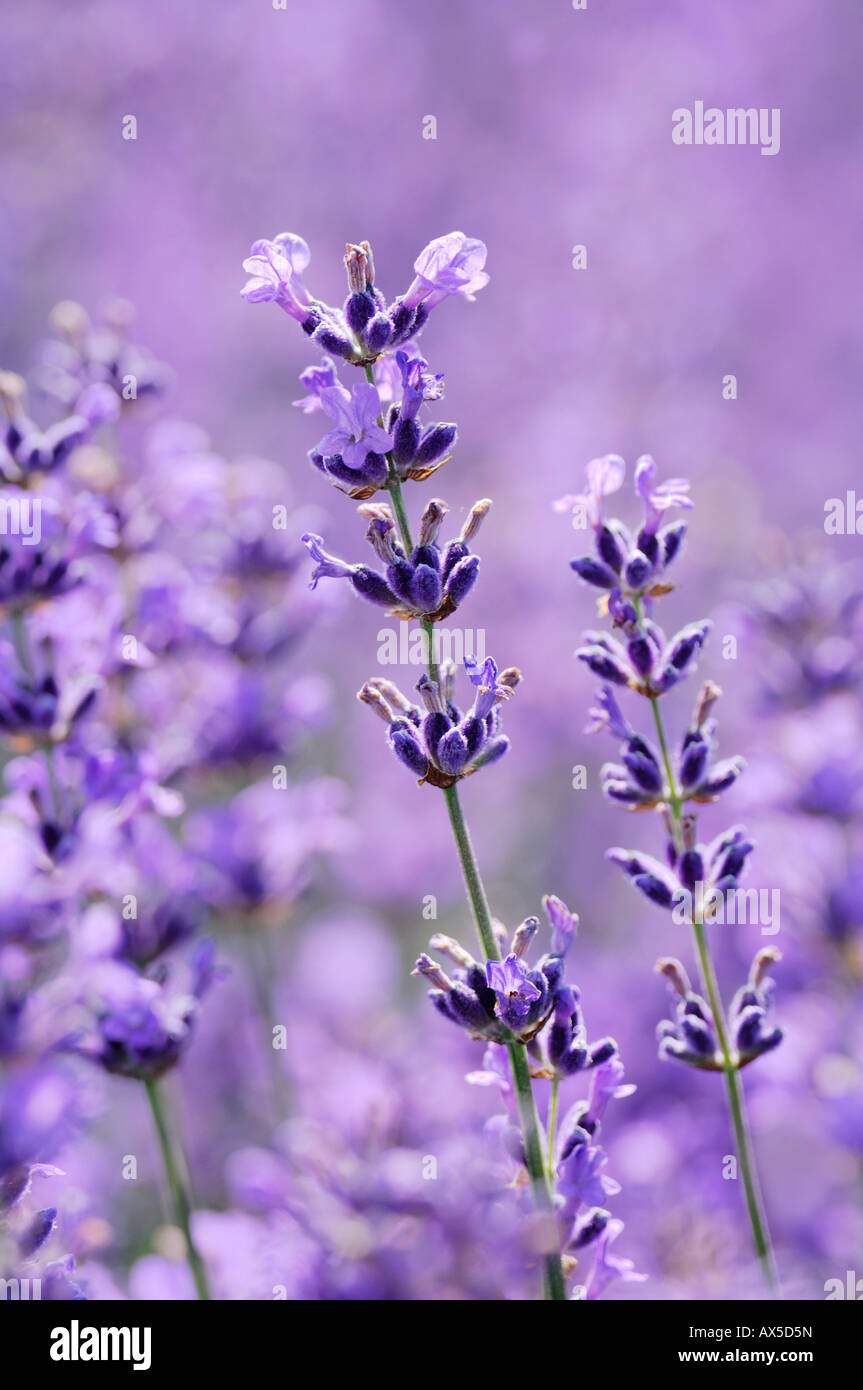 Lavendel (Lavandula Angustifolia) Stockfoto