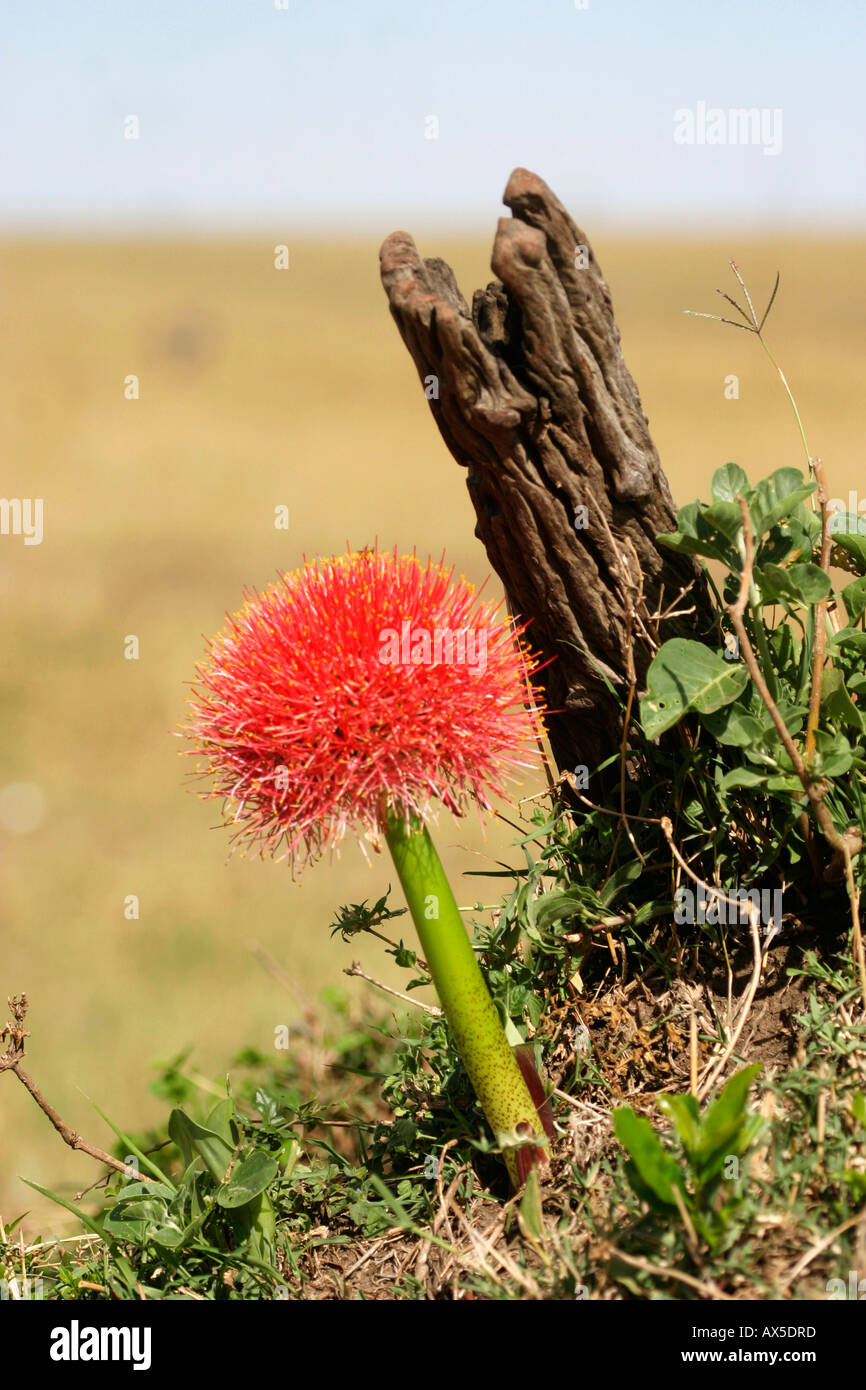 Blut-Lilie / Feuerball Lily Stockfoto