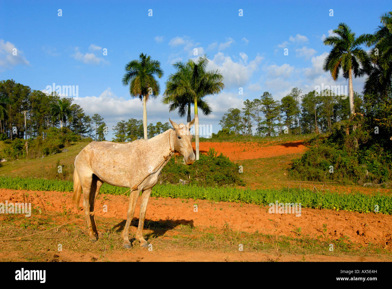 Pferd stehend vor einem Tabakfeld, König Palmen in Vinales, Pinar del Rio, Kuba, Karibik Stockfoto