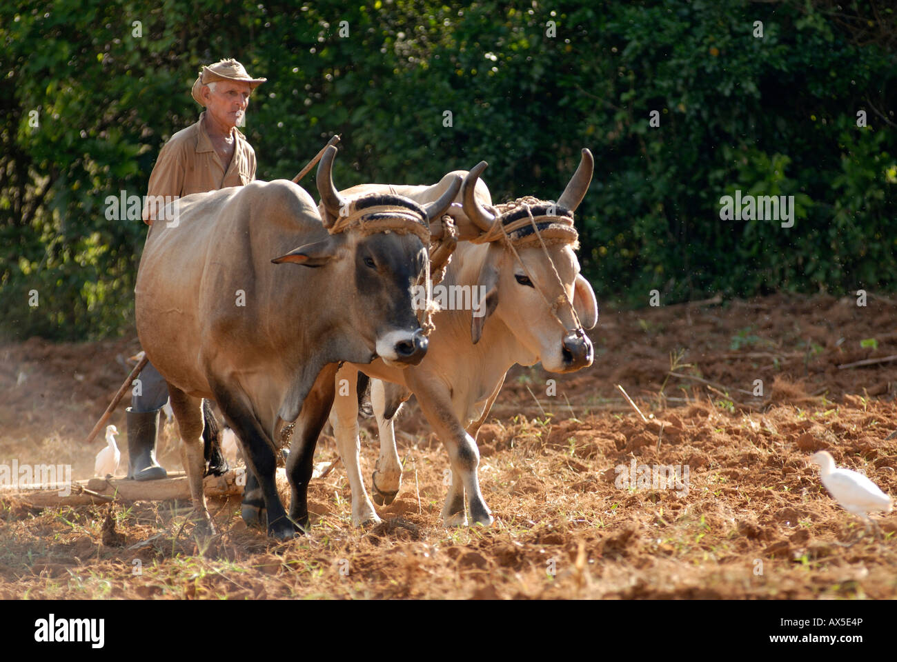 Landwirt pflügen ein Feld mit Stieren (lamantins), Pinar del Rio, Vinales, Kuba, Caribbean Stockfoto